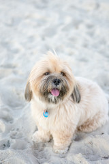 lhasa apso at the beach