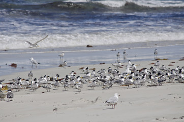 tern