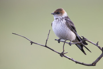 Juvenile Greater Striped Swallow sit on perch and wait