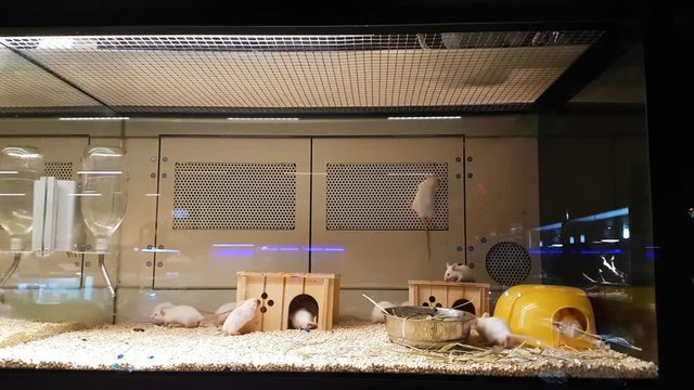 white mice in cage