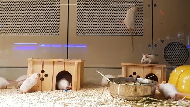 laboratory white mice