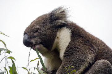 Australian koala