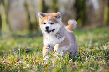 Puppy of akita in spring time 