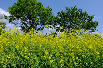 菜の花と新緑と青空