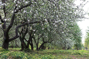 flowering apple tree with bright white flowers