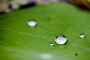 Dew on leaves
