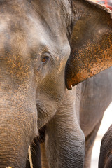 Elephant Closeup Half Face