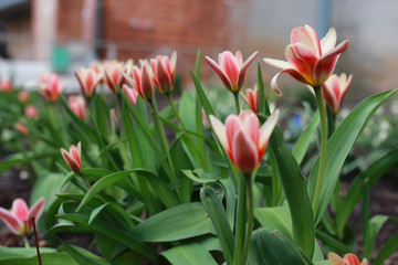 spring flower tulip on ground