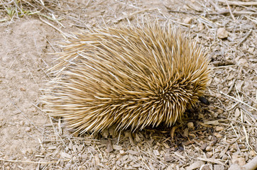 echidna