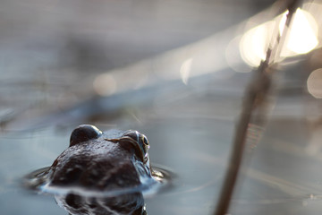 frog head back in water