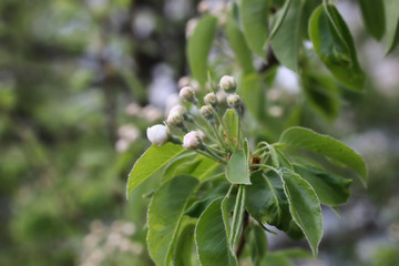 Obraz premium spring macro leaf and flower of new life