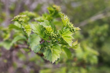 spring macro leaf and flower of new life