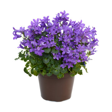 Campanula Blue Flowers