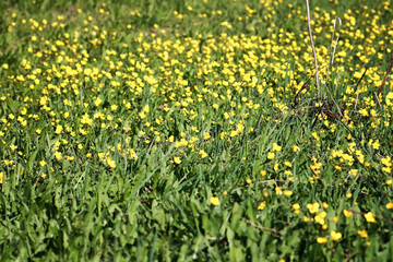 wild spring flower in a field