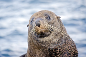 Australian fur seal