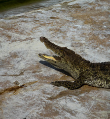 Crocodile saltwater Thailand zoo