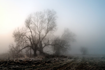 Podlaskie wierzby © podlaski49