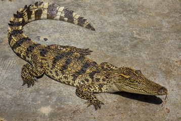 Crocodile saltwater Thailand zoo