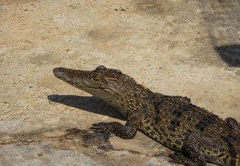 Obraz premium Crocodile saltwater Thailand zoo