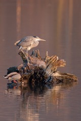 Gray heron and duck at sunset