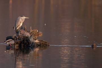 Gray heron and two ducks at sunset