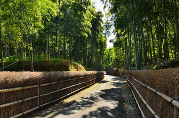 Pathway through bamboo grove, Kyoto Japan
竹林の小道