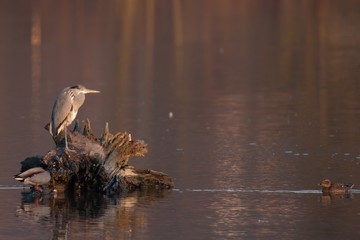 Gray heron and two ducks at sunset