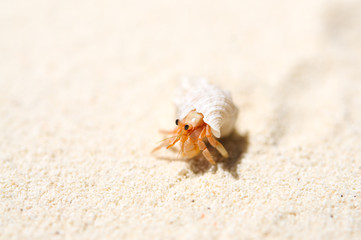 Small hermit crab on the tropical island sand