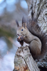 樹上で栗を食べる冬のエゾリス