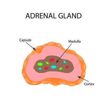 The anatomical structure of the adrenal gland. Vector illustration