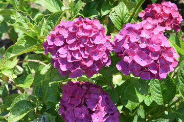 コメット（アジサイ）