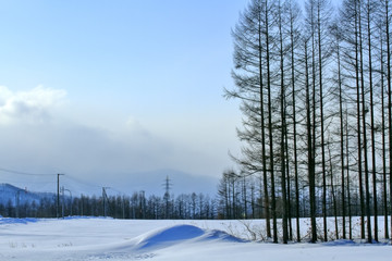 forest in snow winter with blue sky