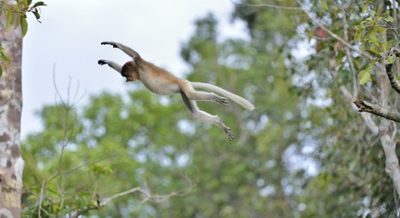 Jumping on a tree Proboscis Monkey  in the wild green rainforest on Borneo Island. The proboscis monkey (Nasalis larvatus) or long-nosed monkey, known as the bekantan in Indonesia
