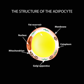 The anatomical structure of the fat cells. Adipocyte. Infographics. Vector illustration on a black background