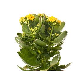 Beautiful kalanchoe plant on white background