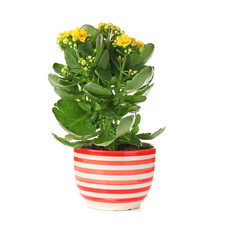 Beautiful kalanchoe pot on white background