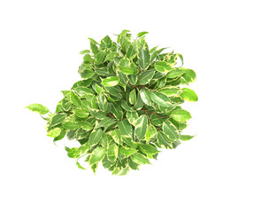 Plakat Beautiful ficus on white background, top view