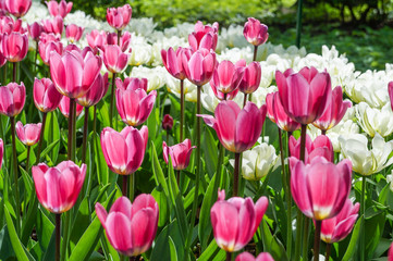 Fototapeta premium Spring tulips in full bloom on the lawn in the Park