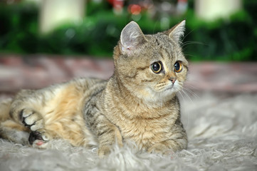 Grey britain cat sitting on white fur