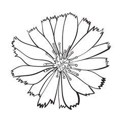 Obraz premium Open black and white chicory wild flower head, top view, sketch style vector illustration isolated on white background. Realistic top view hand drawing of wild, field chicory flower