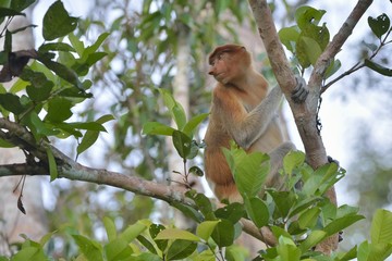 Proboscis Monkey sitting on a tree in the wild green rainforest on Borneo Island. The proboscis monkey (Nasalis larvatus) or long-nosed monkey, known as the bekantan in Indonesia