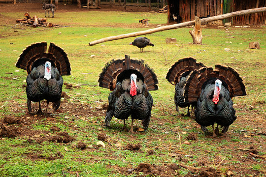 Happy Turkey in a farm,Turkey.