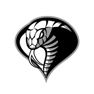 Furious cobra sport vector logo concept isolated on white background. Modern military professional team badge design.
Premium quality wild snake t-shirt tee print illustration.