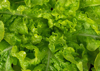 Fresh green lettuce