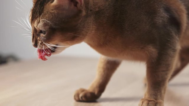 Slow motion of abyssinian cat eating meat on table, 180fps prores footage