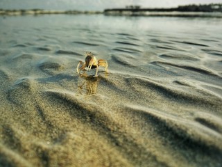 Tiny Crab