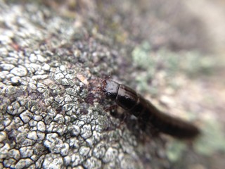 Arthropod animal on a gray stone in macro.