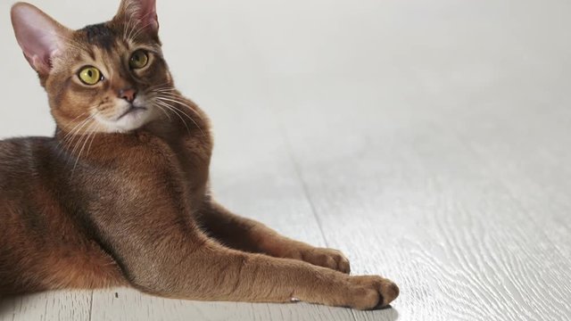 Slow motion of abyssinian cat lying on the floor and run from frame, 180fps prores footage