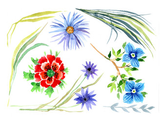 Flowers, grass, watercolor