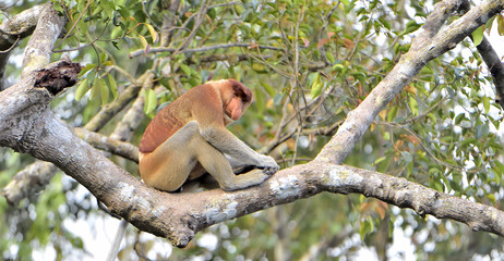 Male of Proboscis Monkey sitting on a tree in the wild green rainforest on Borneo Island. The proboscis monkey (Nasalis larvatus) or long-nosed monkey, known as the bekantan in Indonesia